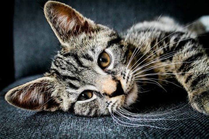 feline