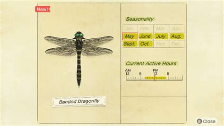 How do I catch the Banded Dragonfly in Animal Crossing: New Horizons?