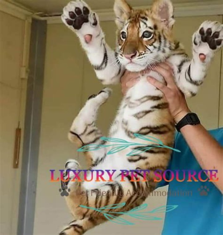 how to buy Tiger Cub tokens