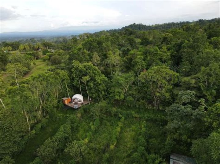 Rainforest-House