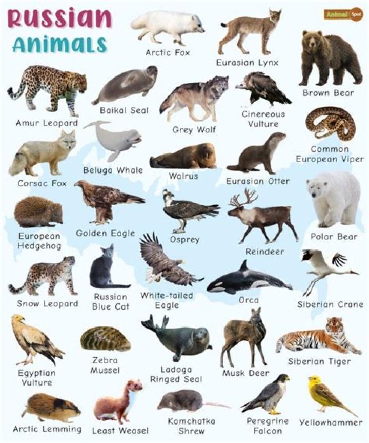 Russian Wildlife