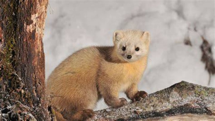 sable