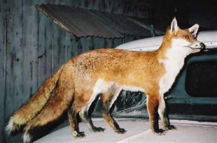 Two-Tailed Fox