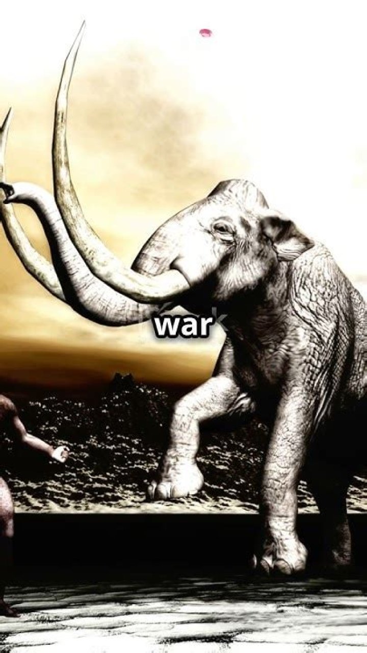 War-Elephants
